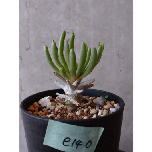 【現品限り】チレコドン ワリチー e140 202112 Tylecodon