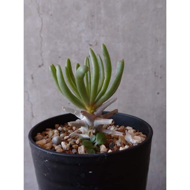 【現品限り】チレコドン ワリチー e140 202112 Tylecodon