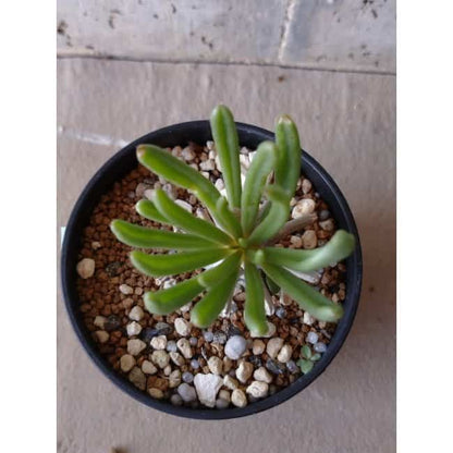 【現品限り】チレコドン ワリチー e140 202112 Tylecodon