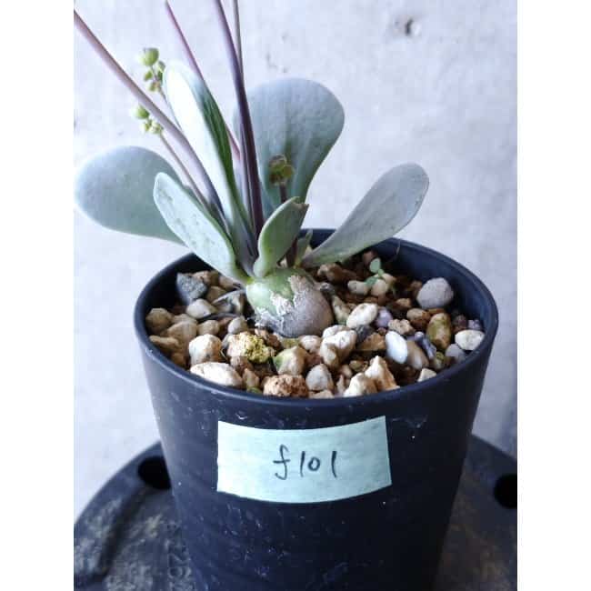 【現品限り】オトンナ・ウリンクリアナ f101 202112 Othonna