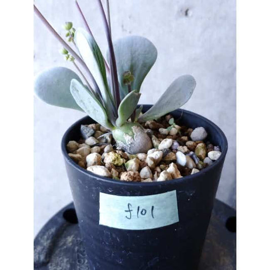 【現品限り】オトンナ・ウリンクリアナ f101 202112 Othonna