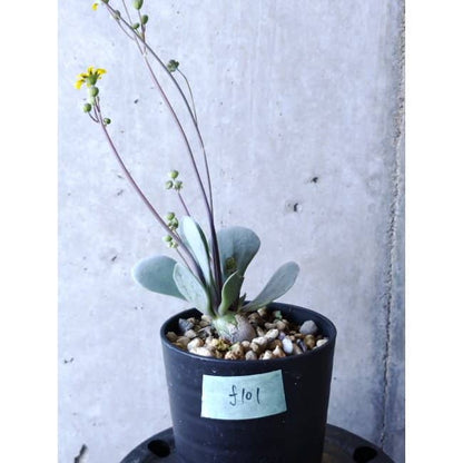 【現品限り】オトンナ・ウリンクリアナ f101 202112 Othonna