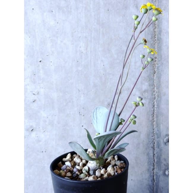 【現品限り】オトンナ・ウリンクリアナ f101 202112 Othonna