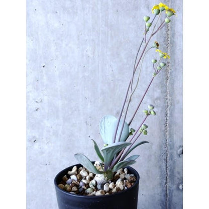 【現品限り】オトンナ・ウリンクリアナ f101 202112 Othonna