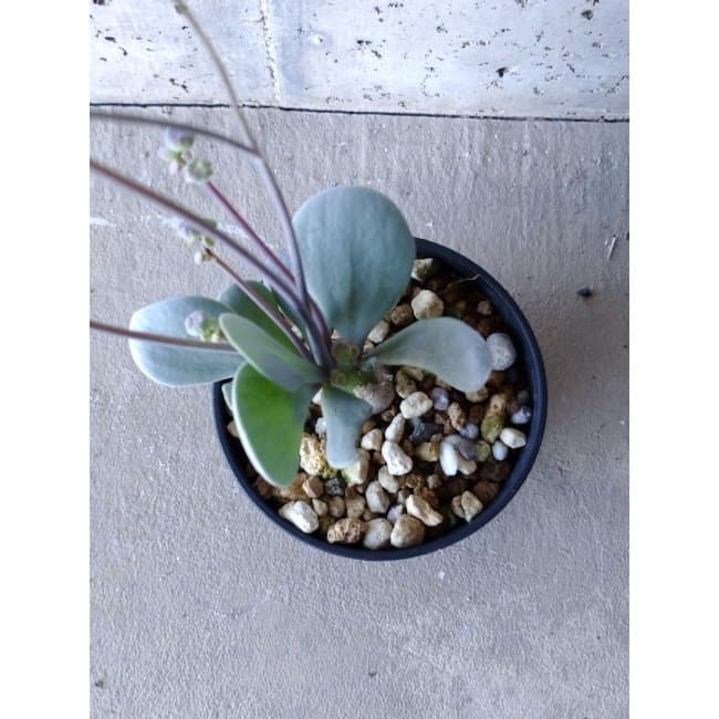 【現品限り】オトンナ・ウリンクリアナ f101 202112 Othonna