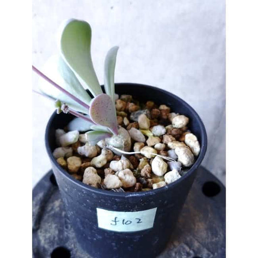 【現品限り】オトンナ・ウリンクリアナ f102 202112 Othonna