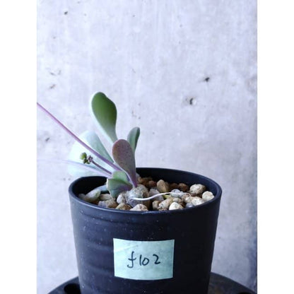 【現品限り】オトンナ・ウリンクリアナ f102 202112 Othonna