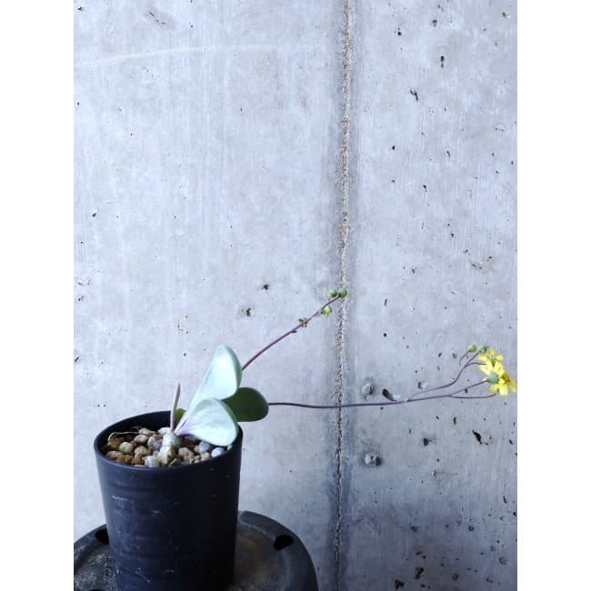 【現品限り】オトンナ・ウリンクリアナ f102 202112 Othonna