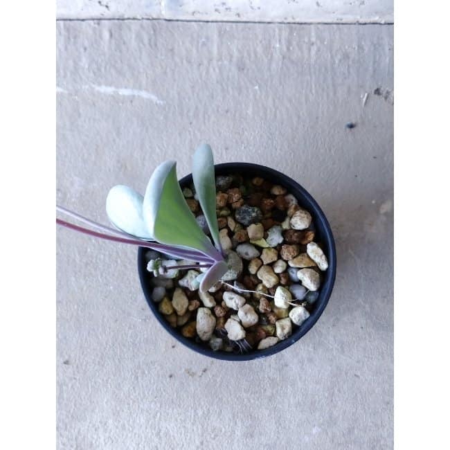 【現品限り】オトンナ・ウリンクリアナ f102 202112 Othonna