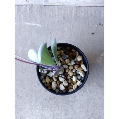 【現品限り】オトンナ・ウリンクリアナ f102 202112 Othonna