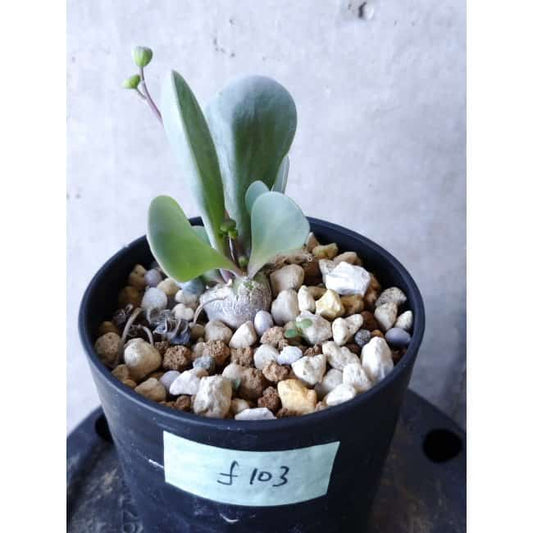 【現品限り】オトンナ・ウリンクリアナ f103 202112 Othonna