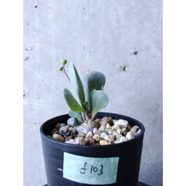 【現品限り】オトンナ・ウリンクリアナ f103 202112 Othonna