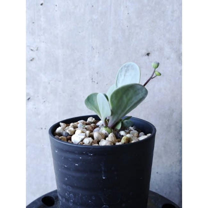 【現品限り】オトンナ・ウリンクリアナ f103 202112 Othonna