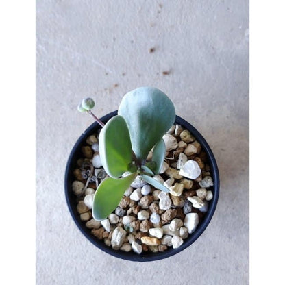 【現品限り】オトンナ・ウリンクリアナ f103 202112 Othonna