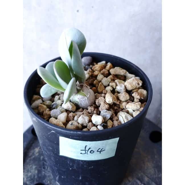 【現品限り】オトンナ・ウリンクリアナ f104 202112 Othonna