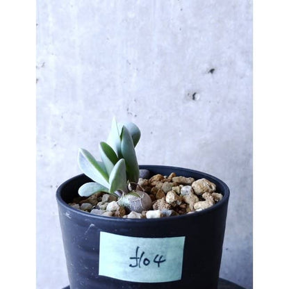 【現品限り】オトンナ・ウリンクリアナ f104 202112 Othonna