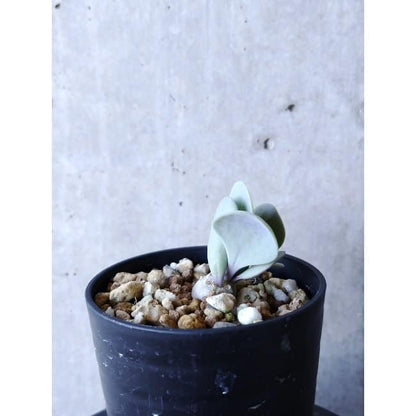 【現品限り】オトンナ・ウリンクリアナ f104 202112 Othonna