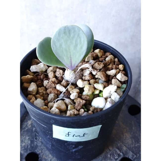 【現品限り】オトンナ・ウリンクリアナ f105 202112 Othonna