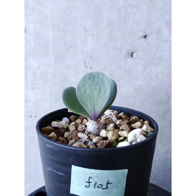 【現品限り】オトンナ・ウリンクリアナ f105 202112 Othonna