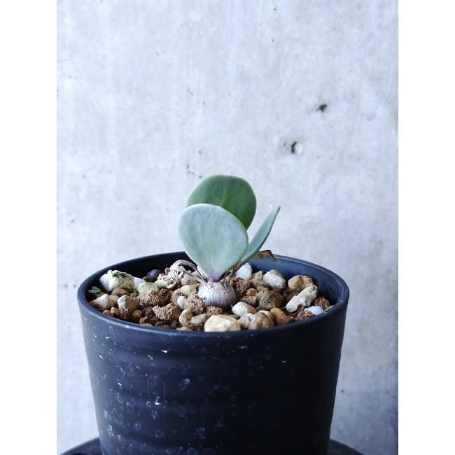 【現品限り】オトンナ・ウリンクリアナ f105 202112 Othonna