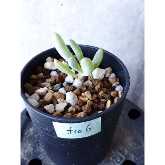 【現品限り】オトンナ・クラビフォリア f106 202112 Othonna