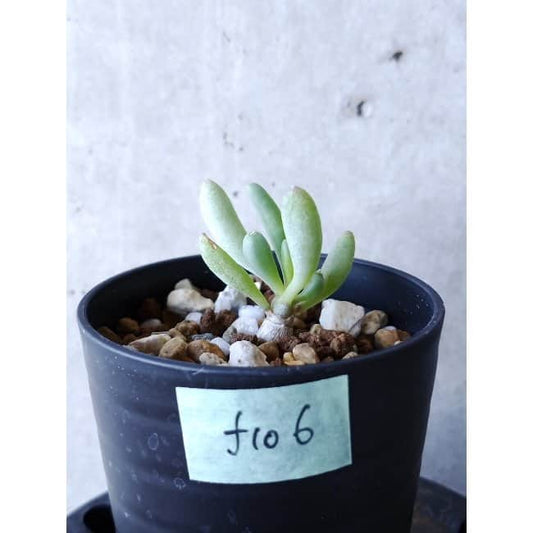 【現品限り】オトンナ・クラビフォリア f106 202112 Othonna