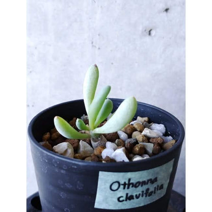 【現品限り】オトンナ・クラビフォリア f106 202112 Othonna