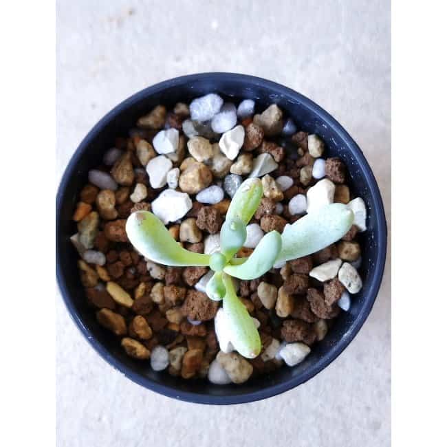 【現品限り】オトンナ・クラビフォリア f106 202112 Othonna