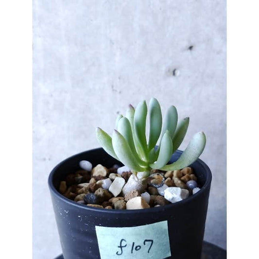 【現品限り】オトンナ・クラビフォリア f107 202112 Othonna