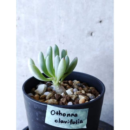 【現品限り】オトンナ・クラビフォリア f107 202112 Othonna