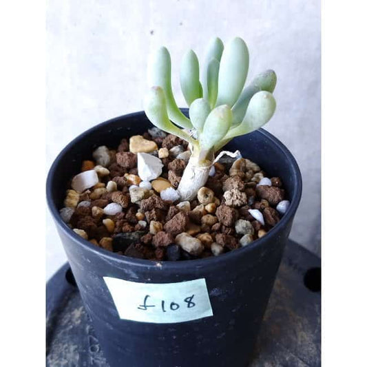 【現品限り】オトンナ・クラビフォリア f108 202112 Othonna