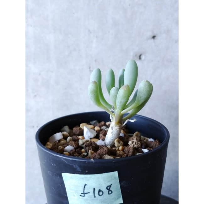 【現品限り】オトンナ・クラビフォリア f108 202112 Othonna