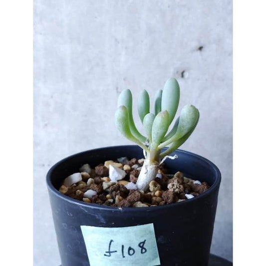 【現品限り】オトンナ・クラビフォリア f108 202112 Othonna