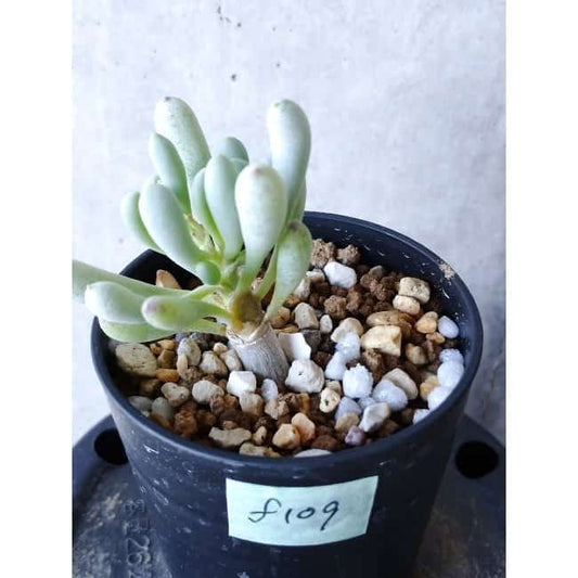 【現品限り】オトンナ・クラビフォリア f109 202112 Othonna