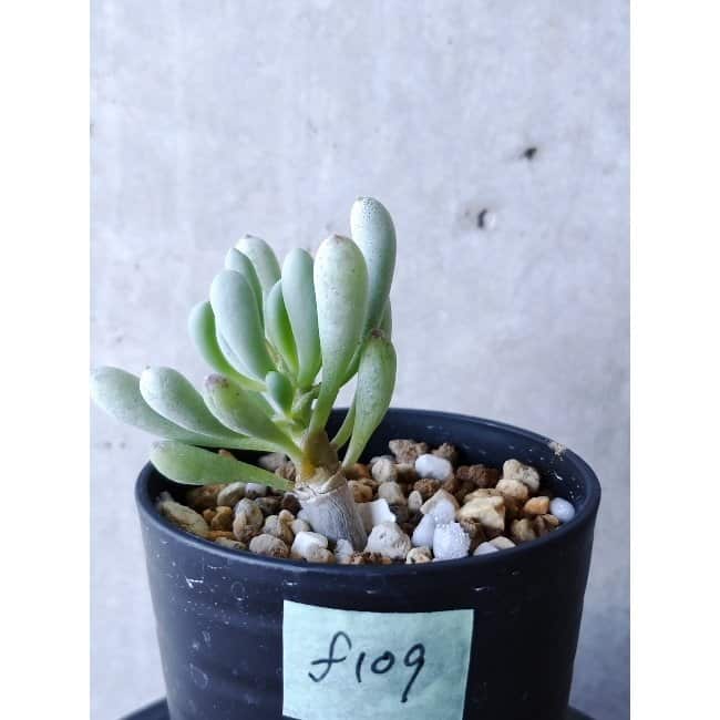 【現品限り】オトンナ・クラビフォリア f109 202112 Othonna