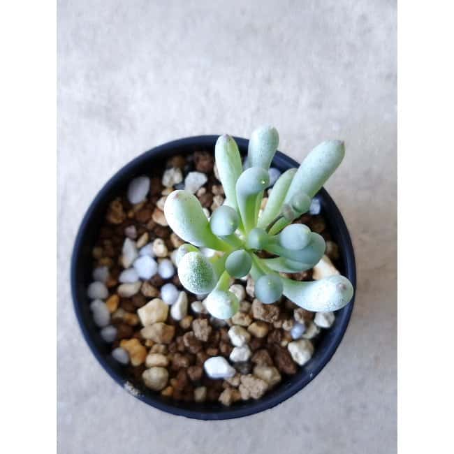 【現品限り】オトンナ・クラビフォリア f109 202112 Othonna