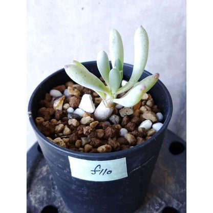 【現品限り】オトンナ・クラビフォリア f110 202112 Othonna