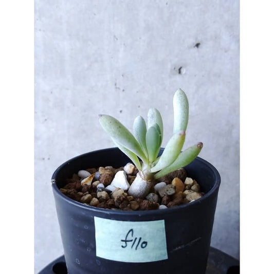 【現品限り】オトンナ・クラビフォリア f110 202112 Othonna