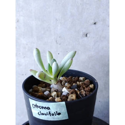 【現品限り】オトンナ・クラビフォリア f110 202112 Othonna