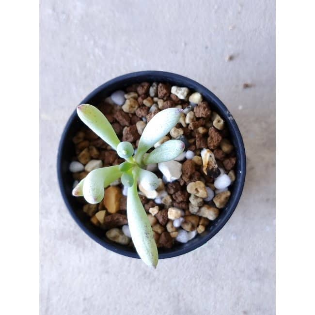 【現品限り】オトンナ・クラビフォリア f110 202112 Othonna