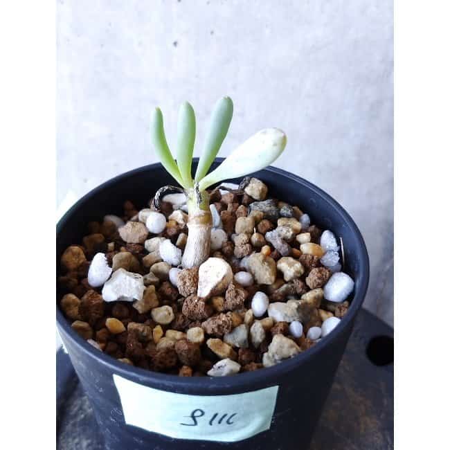 【現品限り】オトンナ・クラビフォリア f111 202112 Othonna