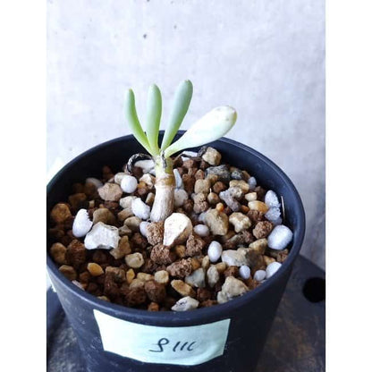 【現品限り】オトンナ・クラビフォリア f111 202112 Othonna