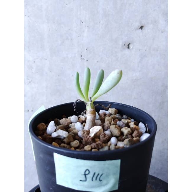 【現品限り】オトンナ・クラビフォリア f111 202112 Othonna