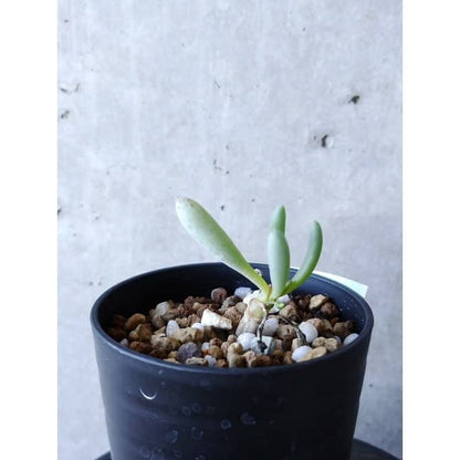 【現品限り】オトンナ・クラビフォリア f111 202112 Othonna