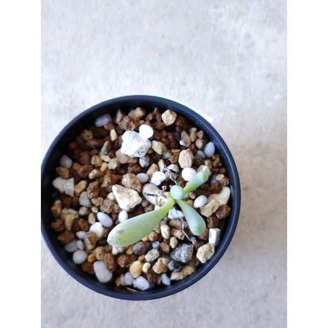 【現品限り】オトンナ・クラビフォリア f111 202112 Othonna