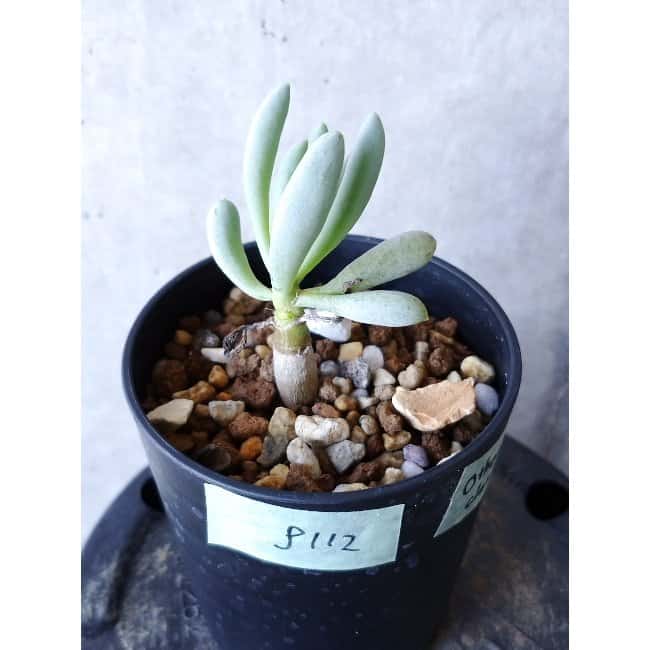 【現品限り】オトンナ・クラビフォリア f112 202112 Othonna