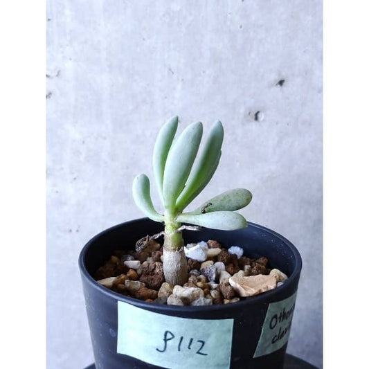 【現品限り】オトンナ・クラビフォリア f112 202112 Othonna