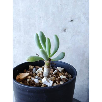 【現品限り】オトンナ・クラビフォリア f112 202112 Othonna