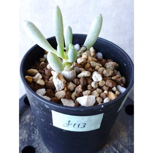 【現品限り】オトンナ・クラビフォリア f113 202112 Othonna