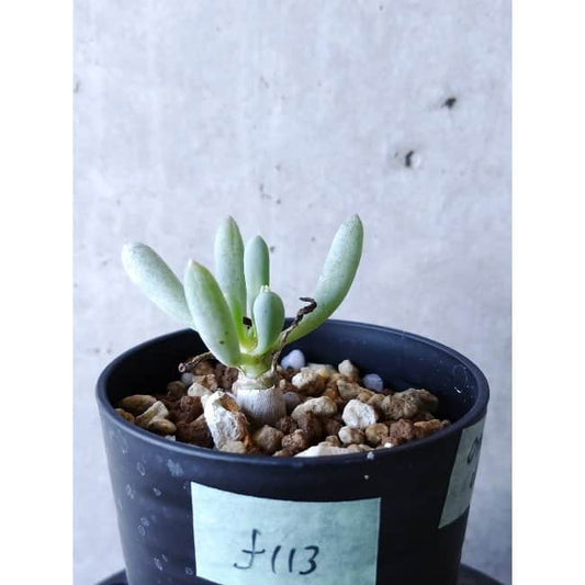 【現品限り】オトンナ・クラビフォリア f113 202112 Othonna